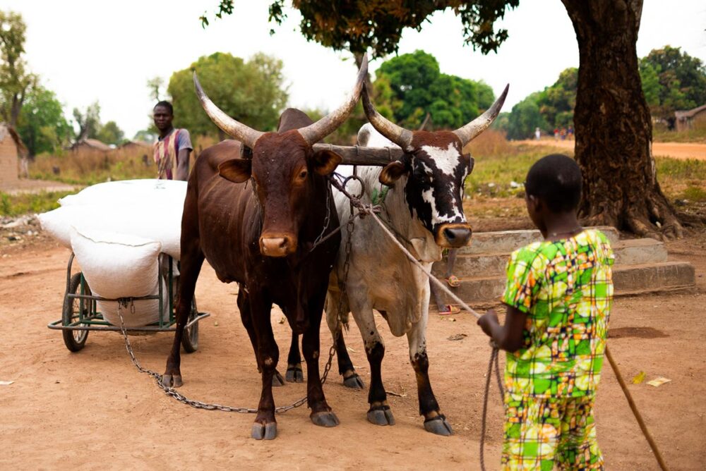 Reparations (financial compensation) from the Special Criminal Court (CPS) in the Central African Republic. Photo: A boy pulls two oxen carrying bags of peanuts in Paoua.