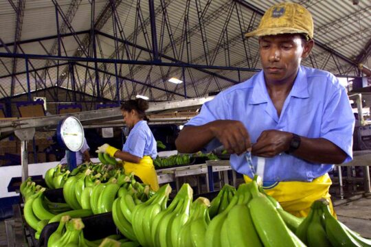 Procès Chiquita en Floride - Photo : un employé de la multinationale Chiquita, productrice de bananes, travaille dans une usine de Colombie (Uruba).