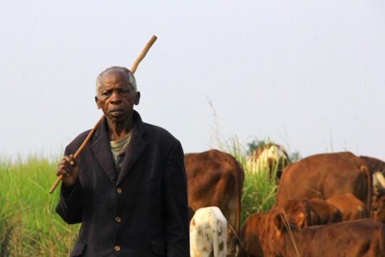 Réparations de la Cour pénale internationale (CPI) en République démocratique du Congo. Photo : le fermier Kiza Nzungu Bwanafasi avec ses vaches dans la province d'Ituri (RDC).