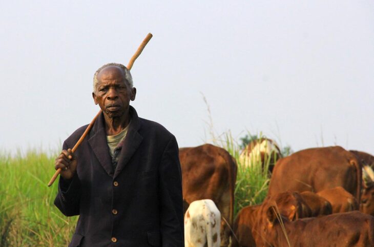 Réparations de la Cour pénale internationale (CPI) en République démocratique du Congo. Photo : le fermier Kiza Nzungu Bwanafasi avec ses vaches dans la province d'Ituri (RDC).