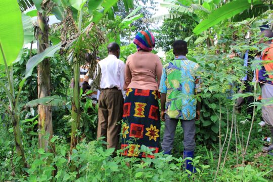 Dans des villages du Nord-Kivu, en République démocratique du Congo (RDC), des rescapés d'attaques de militaires ougandais attendent de recevoir des réparations. Photo : trois survivants des massacres (vus de dos) devant une fosse commune (absente de l'image) où sont enterrés leurs proches.