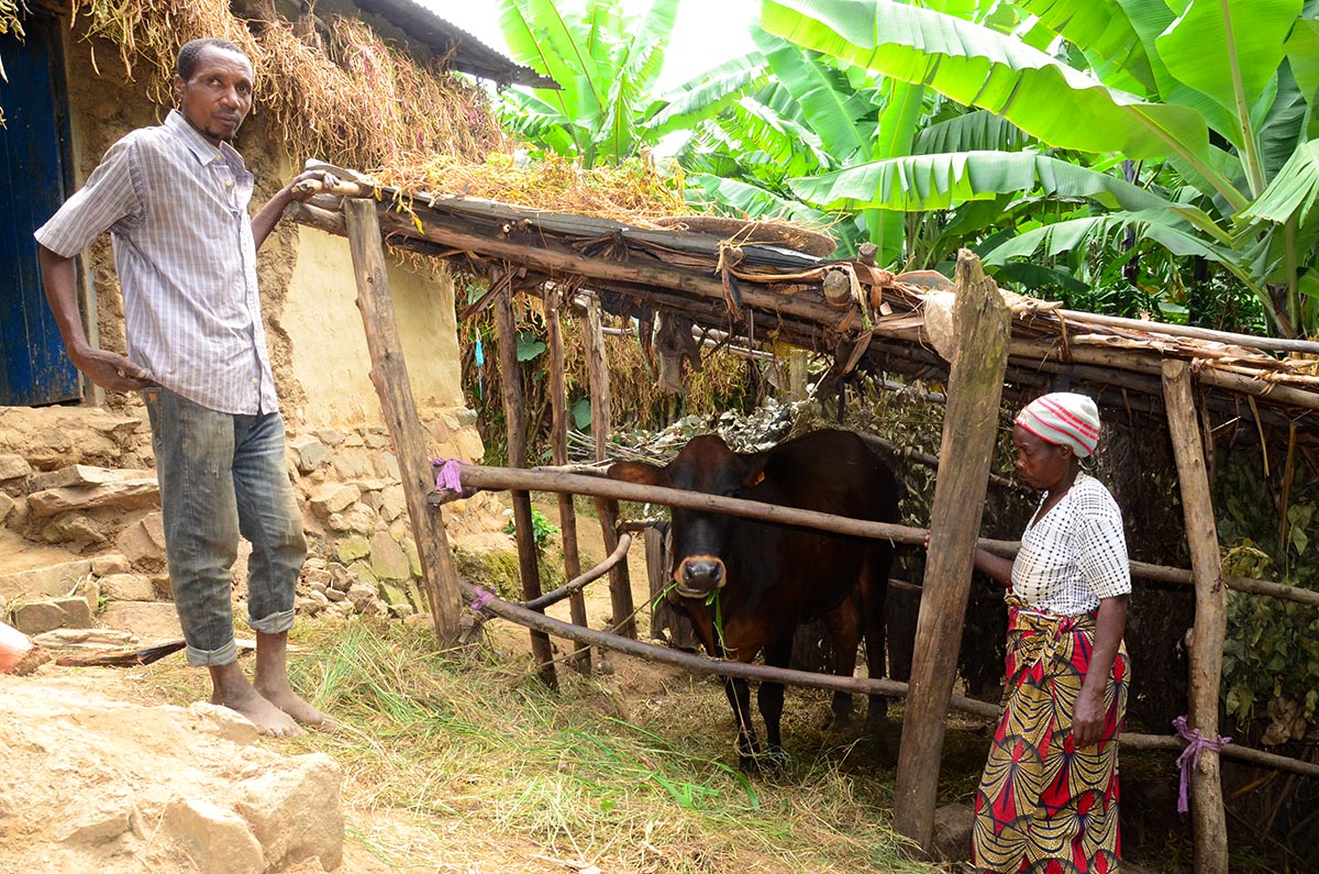 Pascal Hamenyimana et sa femme Clémentine Nyirahabineza posent devant le petit enclos d'une vache qui leur a été prêtée par des voisins.